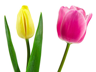 pink and yellow tulip isolated on white background. clipping path