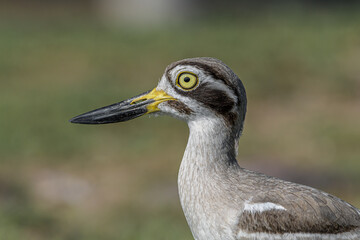 Check my left eye! I am totally innocent!