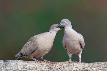 Here...Let me fix your collar :)