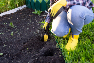 Hand of woman gardener in gloves holds seedling of small apple tree in her hands preparing to plant it in the ground. Tree planting concept