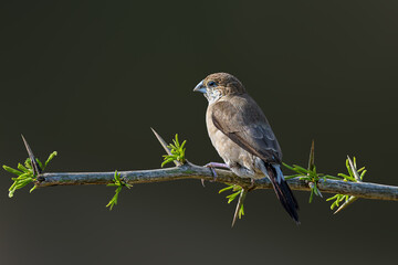 Thorns are part of branches 😎