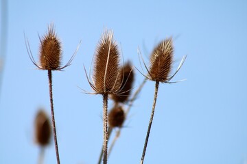 Obraz premium Teasels against a blue sky 