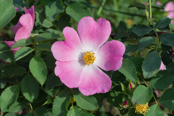 The Flowers Of Wild Rose Medicinal. Blooming Wild Rose Bush. Pink flower close-up.