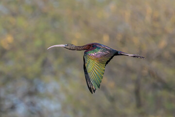 Fototapeta premium Flying High!