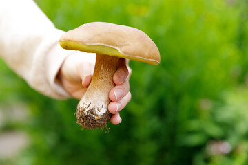 Female hand holding raw edible mushroom with brown cap Penny Bun in autumn forest background. Harvesting picking big ceps mushrooms in natural environment. Cooking delicious organic food concept.