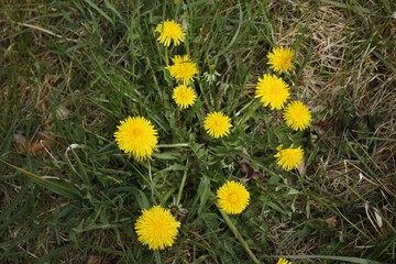 Beautiful yellow dandelion flowers bloomed in meadows and fields with the onset of spring