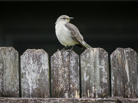 Northern Mockingbird State Bird of Florida