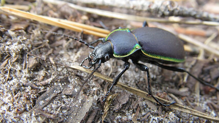 Ground beetle purple outdoors on an autumn day, close-up.