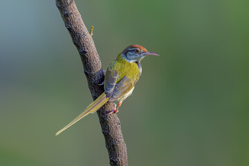 I am a fashion designer!