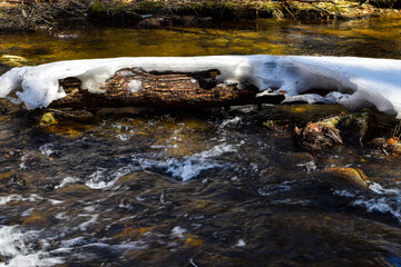 snow covered tree in  a river traveling through the wilderness