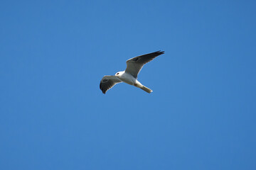 Fototapeta na wymiar white tailed kite in flight