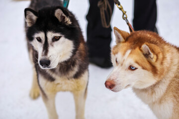 Portraits of sports Sled Husky dogs. Working mushing dogs of the North.