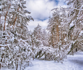 winter forest in frosty weather