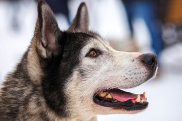 Fototapeta premium Portrait of sports Sled Husky dog. Working mushing dogs of the North.