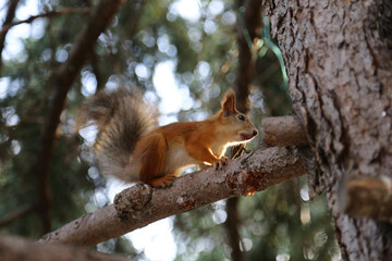 squirrel on a tree