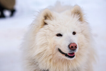 Portrait of sports Sled Husky dog. Working mushing dogs of the North.