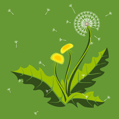 dandelion - white and yellow flowers on a green background