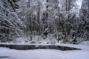 beautiful snowy forest. frozen lake. snow-covered forest thicket