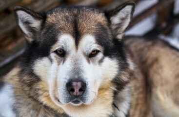Portrait of sports Sled Husky dog. Working mushing dogs of the North.