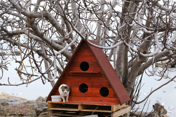 Red cat house and stray cats under a tree at Istanbul