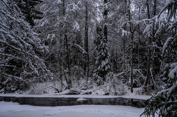 beautiful snowy forest. frozen lake. snow-covered forest thicket