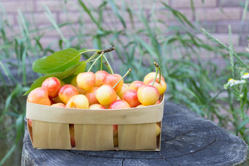 Ripe yellow red cherries in a basket. Sweet cherry. Fresh cherries with copy space