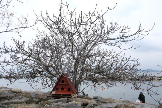 Red Cat House Under A Tree At Istanbul Kadikoy