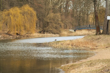 kaczka © Krzysztof  Jaworski