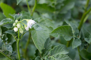 Potato plant. Young potato flower close-up. Green background