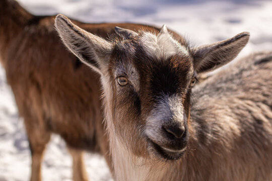 Brown young goat on a snowy background.