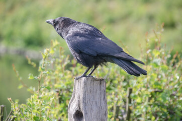 Ein Rabe auf einen pfahl 