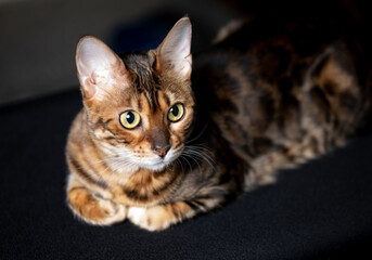 Naklejka premium Gorgeous Spotted Bengal Cat Lying with kind eyes on isolated Black Background