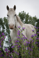White horse seen from a close view surrounded with flowers in a cloudy day