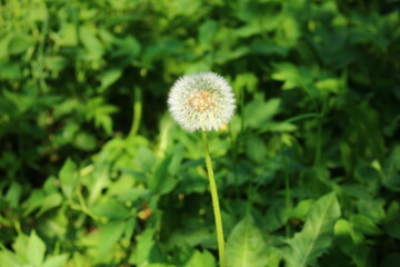 White fluffy balls of fading dandelions in the meadows on sunny spring days