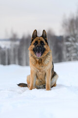 shepherd dog in nature in winter