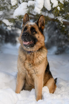 shepherd dog in nature in winter
