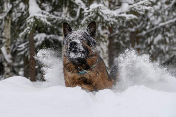 Shepherd dog in winter outdoors playing with snow