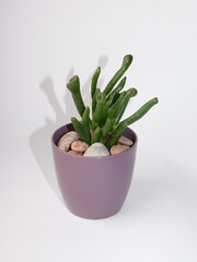 green plants, flowers, flora and fauna, succulents