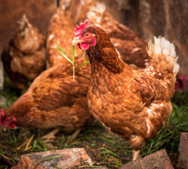 Brown hen eating grass on the compost Organic farming hen