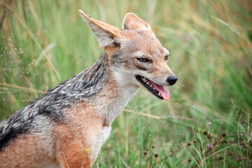 Black-backed jackal