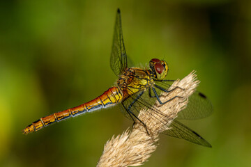 Close up of a red and yellow dragonfly in bright sunlight