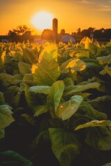 sunset in tobacco field in Lancaster County, PA