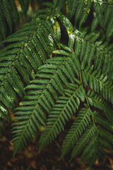 fern leaves
