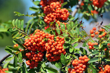 Berries ripen on a branch of rowan (Sorbus aucuparia)
