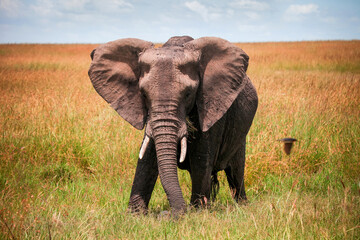 Fototapeta na wymiar African bush elephant