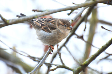 Sparrows (Passer) are sitting on a branch