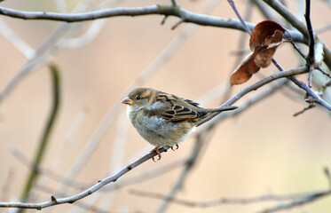 Sparrows (Passer) are sitting on a branch