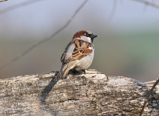 Sparrows (Passer) are sitting on a branch
