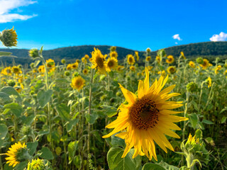 field of sunflowers