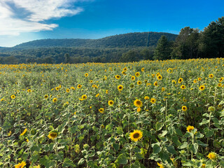 field of dandelions